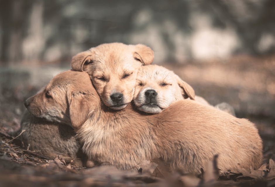 Sleep Hygiene Tips for Every Family Member