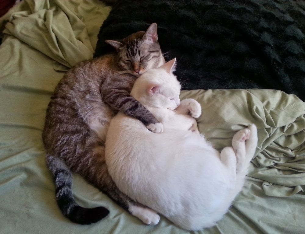 family advice convwbfamily