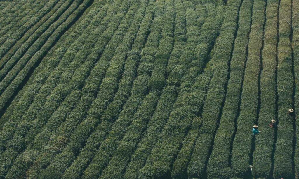 health guide fparentips