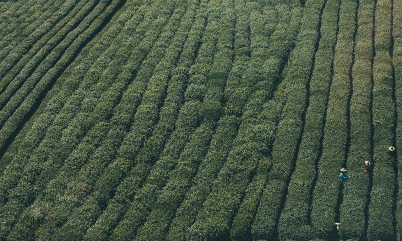 health guide fparentips