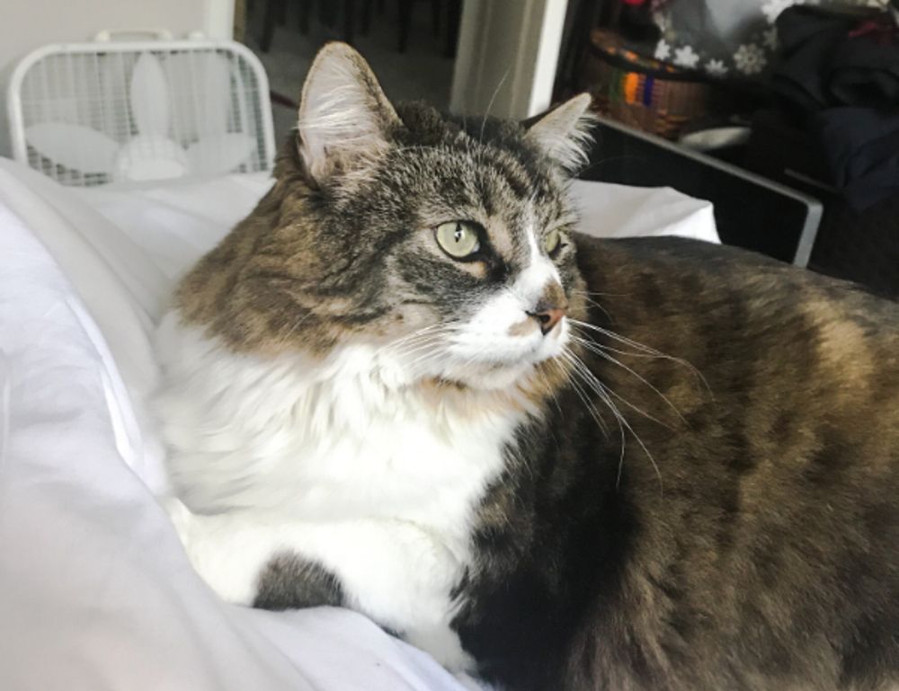 how to parent convwbfamily