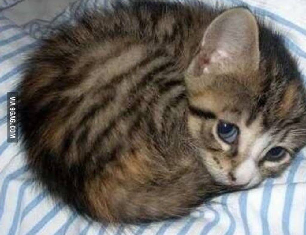 nutritional advice llblogfamily