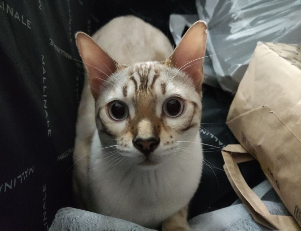 python bug 54axhg5 python bug 54axhg5