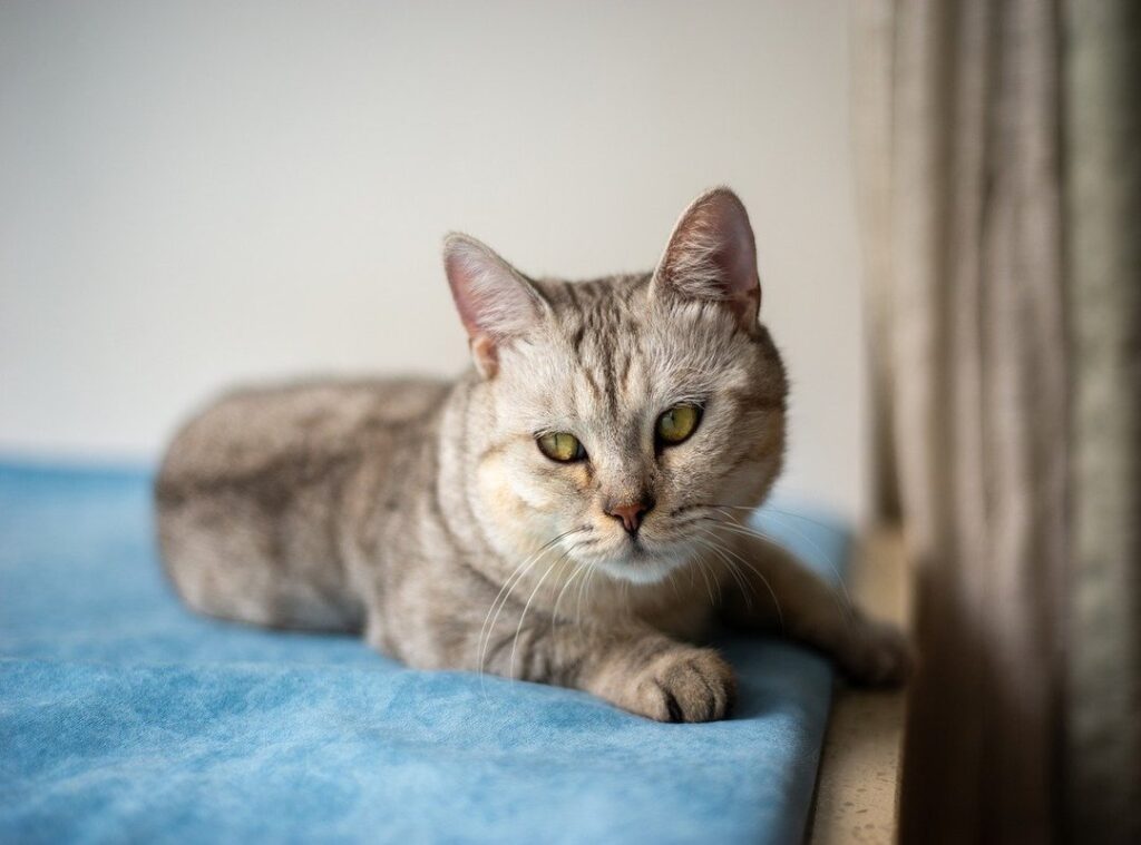 talissa smalley fapello