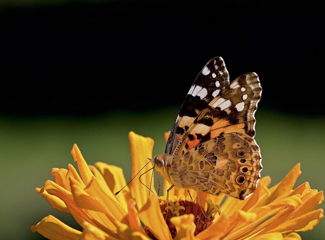 vanessa knight leaked